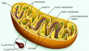 A WELL LABELED DIAGRAM OF MITOCHONDRIA