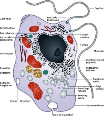 A well labeled diagram of eukaryotic cell