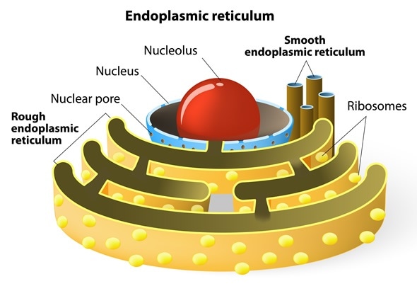 Structure of Endoplasmic Reticulum