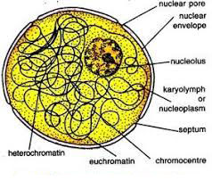 Structure of Nucleus