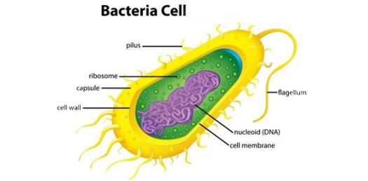 Bacteria Cell/NCERT/CBSE Notes/ Class 9/Chapter 7/ Diversity in Living Organisms