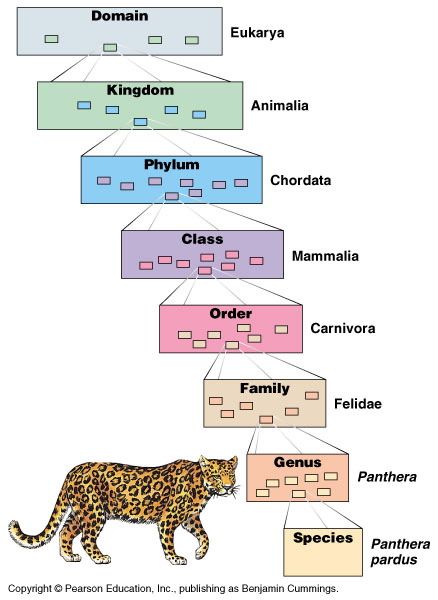 Scheme of classification /NCERT/CBSE Notes/ Class 9/Chapter 7/ Diversity in Living Organisms