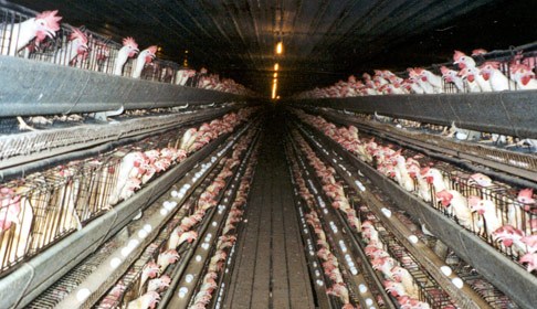 Poultry Farming/ Class 9 Improvement in Food Resources/ a2znotes.com